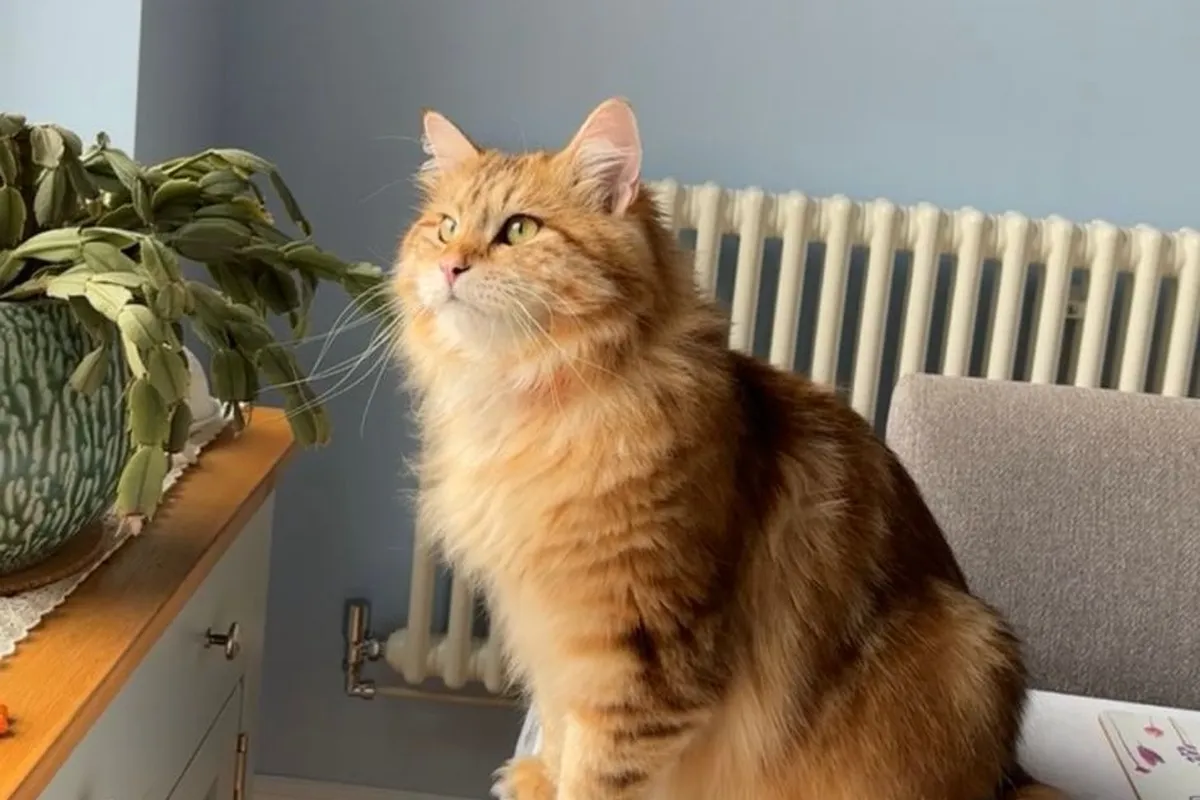 Chat sibérien tabby doré au pelage d’hiver épais et à la queue touffue, assis sur une table