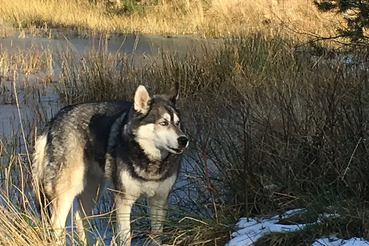 Un husky sibérien gris et blanc aux yeux bleus debout dans les hautes herbes