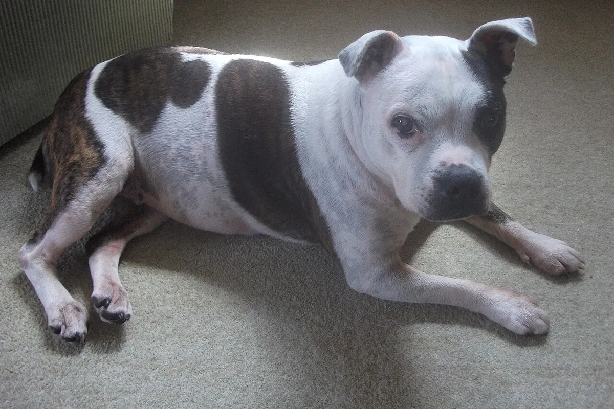 Un staffordshire bull terrier bringé et blanc couché sur un tapis