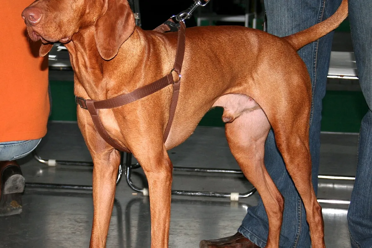 A russet gold Vizsla in a harness standing at a dog show