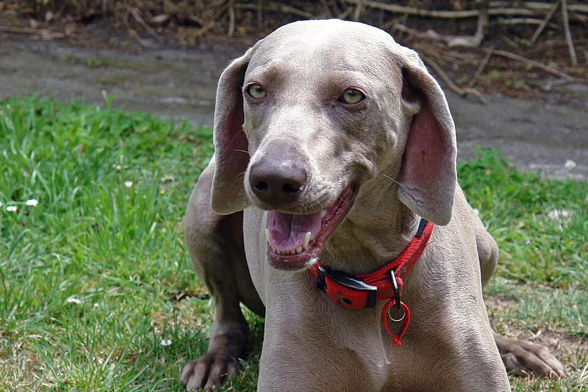 A silver-grey Weimaraner lying on the grass, head raised.