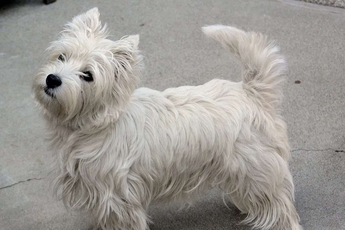 Un westie debout sur une allée en béton, la tête levée