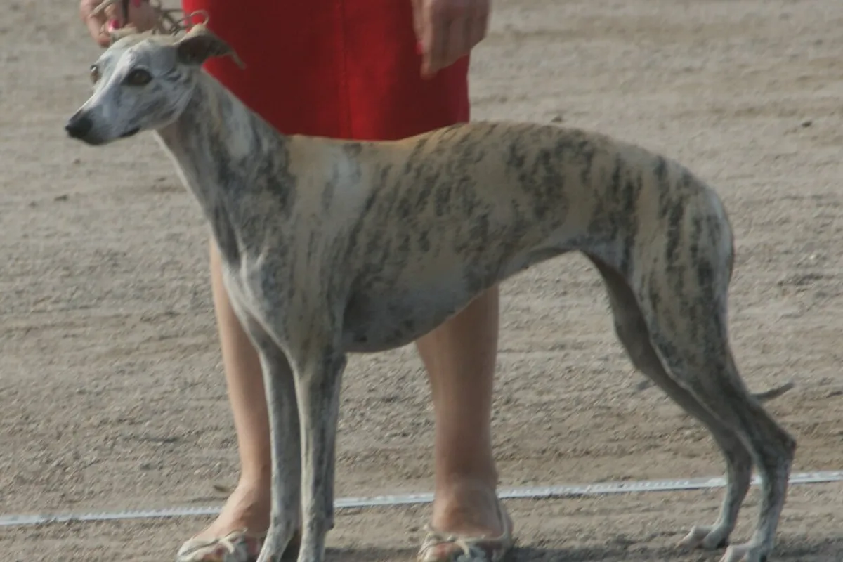 Un whippet fauve bringé debout sur le sable d’un ring d’exposition, vu de profil