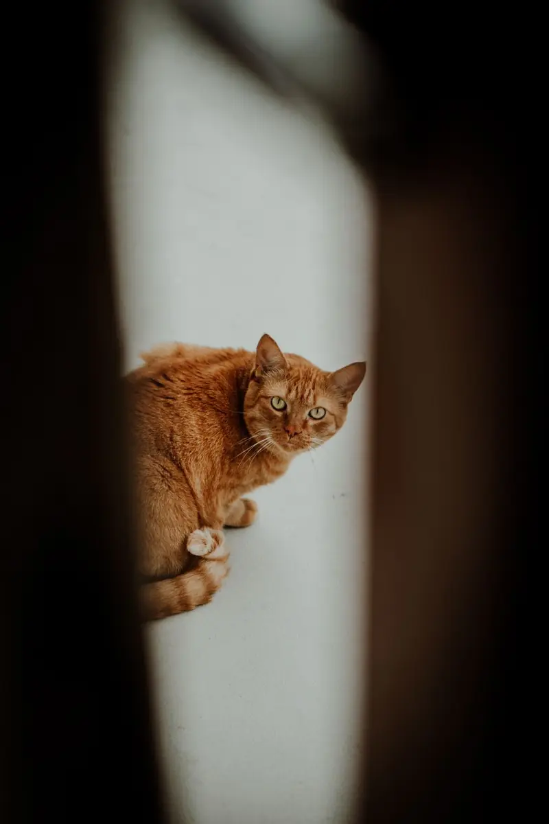 Un chat roux levant les yeux dans l’encadrement d’une porte